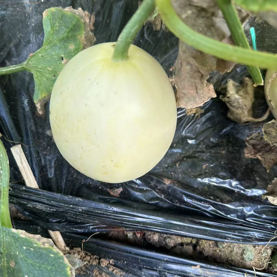 大连甜瓜白糖罐150g新鲜辽宁省