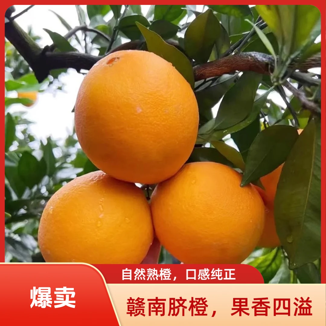 ML正宗赣南脐橙新鲜水果现采现发鲜甜多汁包邮5斤/9斤装1216江西省