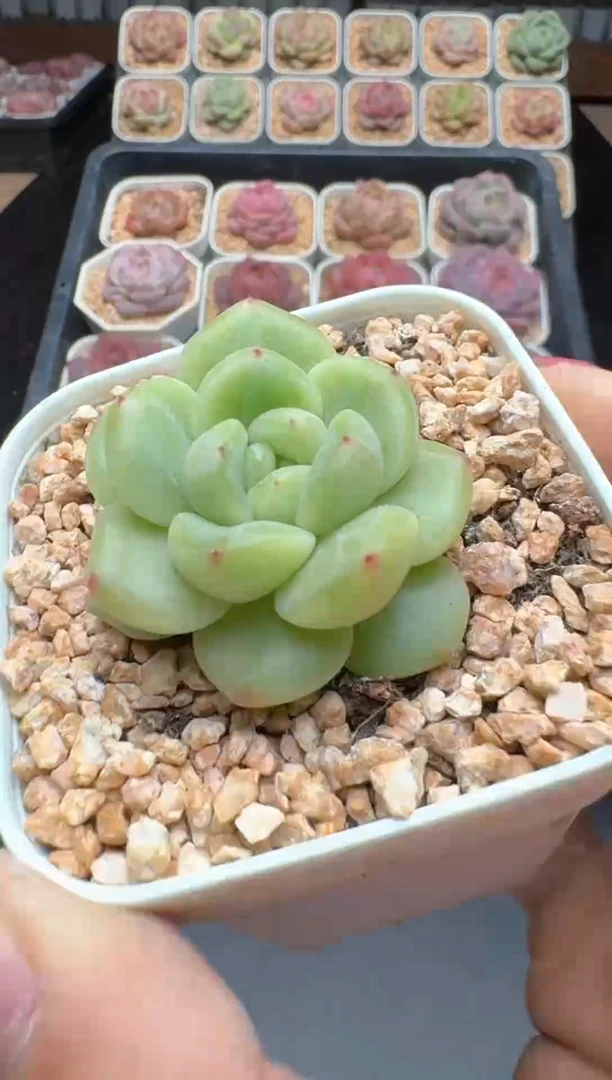 【闪购商品】527号 珍妮杂交多肉 花卉植物