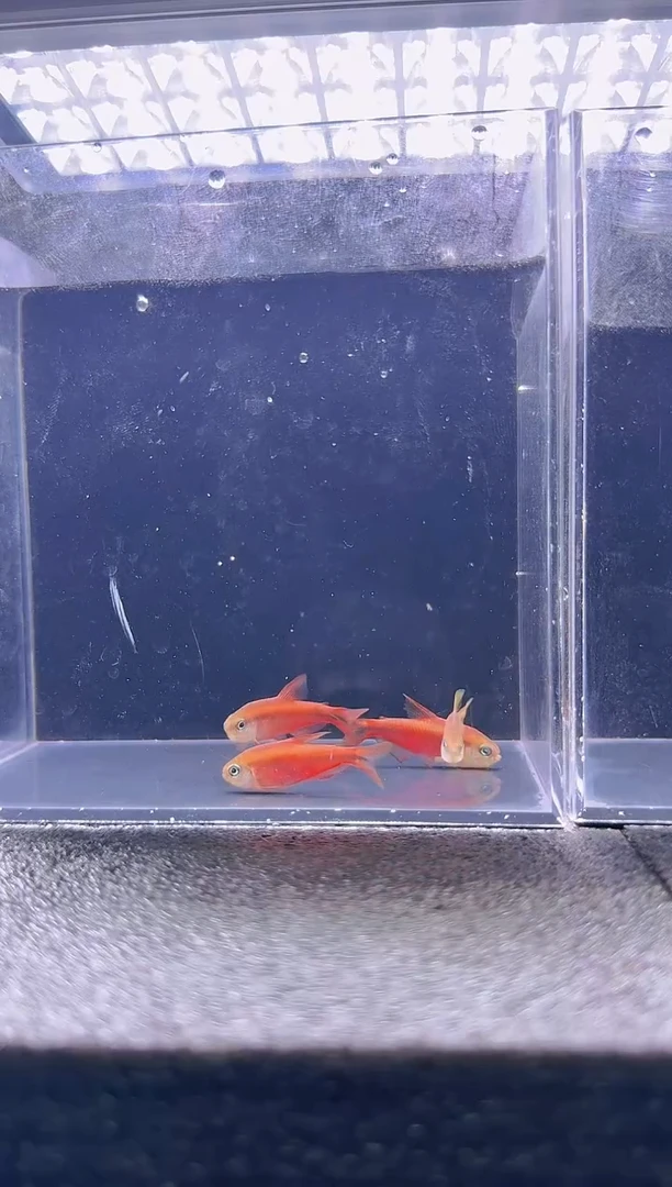 灯科鱼ℋ****࿐超级红魔鬼