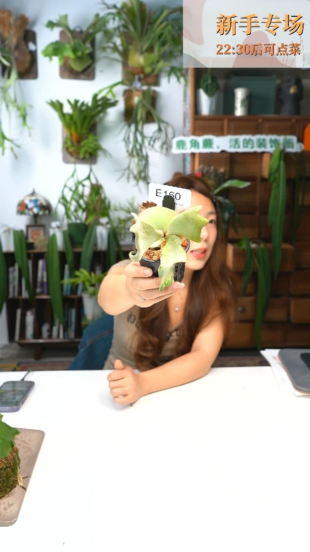 无花朵E160-福利银狐杯苗