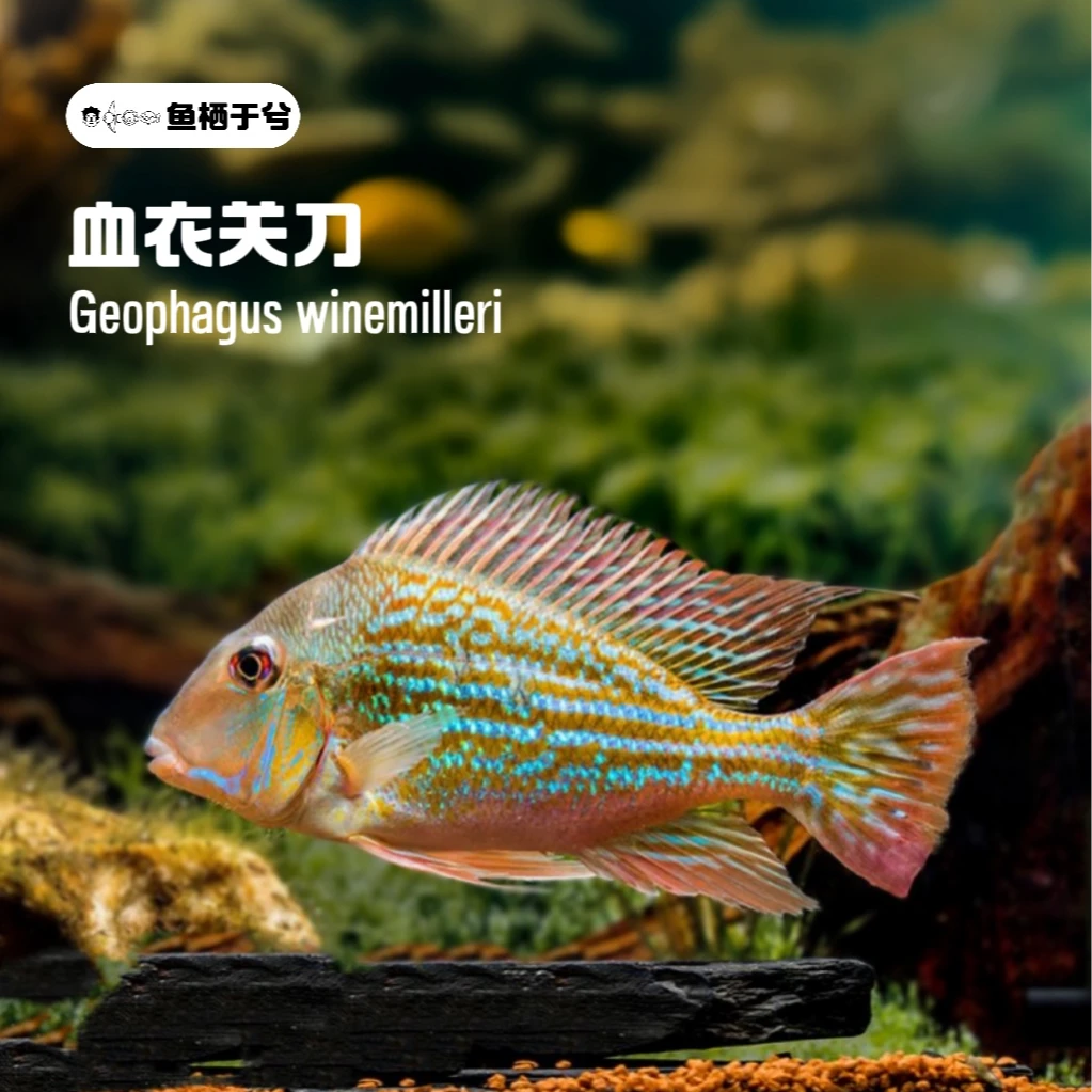 1鱼栖于兮 血衣关刀南美鱼热带鱼