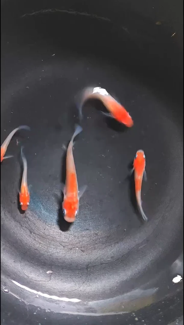 青鳉鱼观背青鳉006