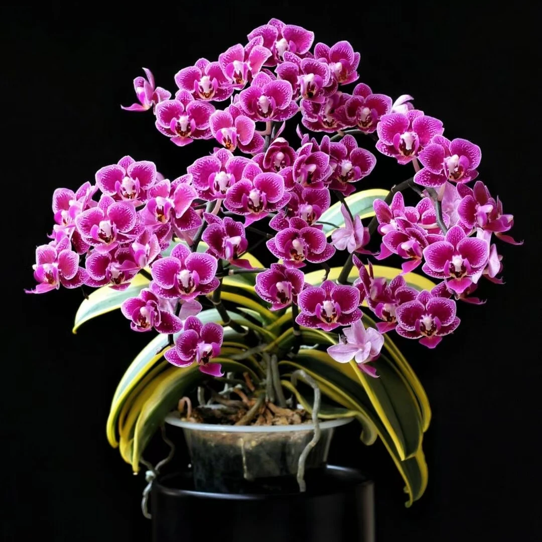 3.0大杯   金边蔓越莓蝴蝶兰   不带花剑