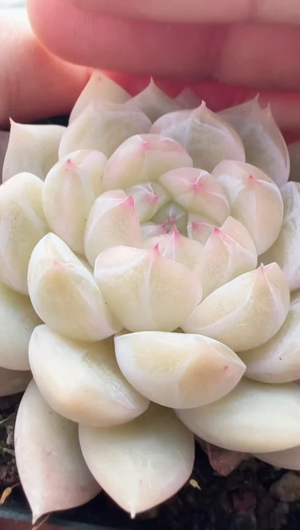 【闪购商品】新款多肉-36