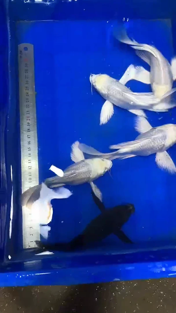 蝴蝶鲤蝴蝶鲤直播选鱼专用链接