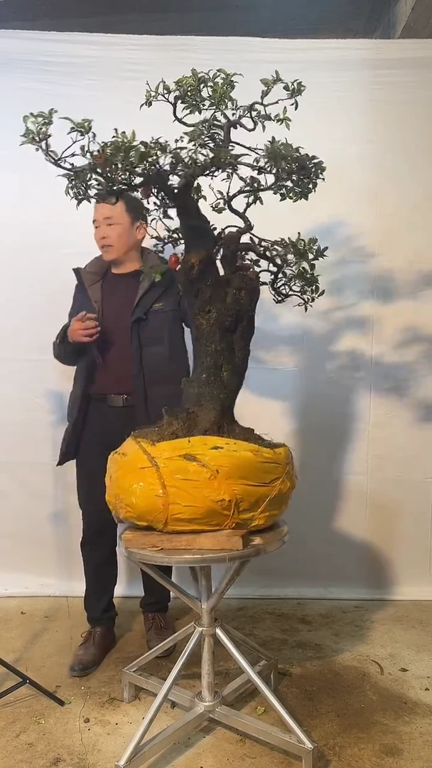 以实际为准金弹子 盆栽 盆景 一物一拍