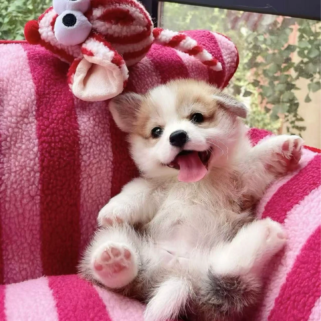 （小犬派对）T柯基狗狗活体