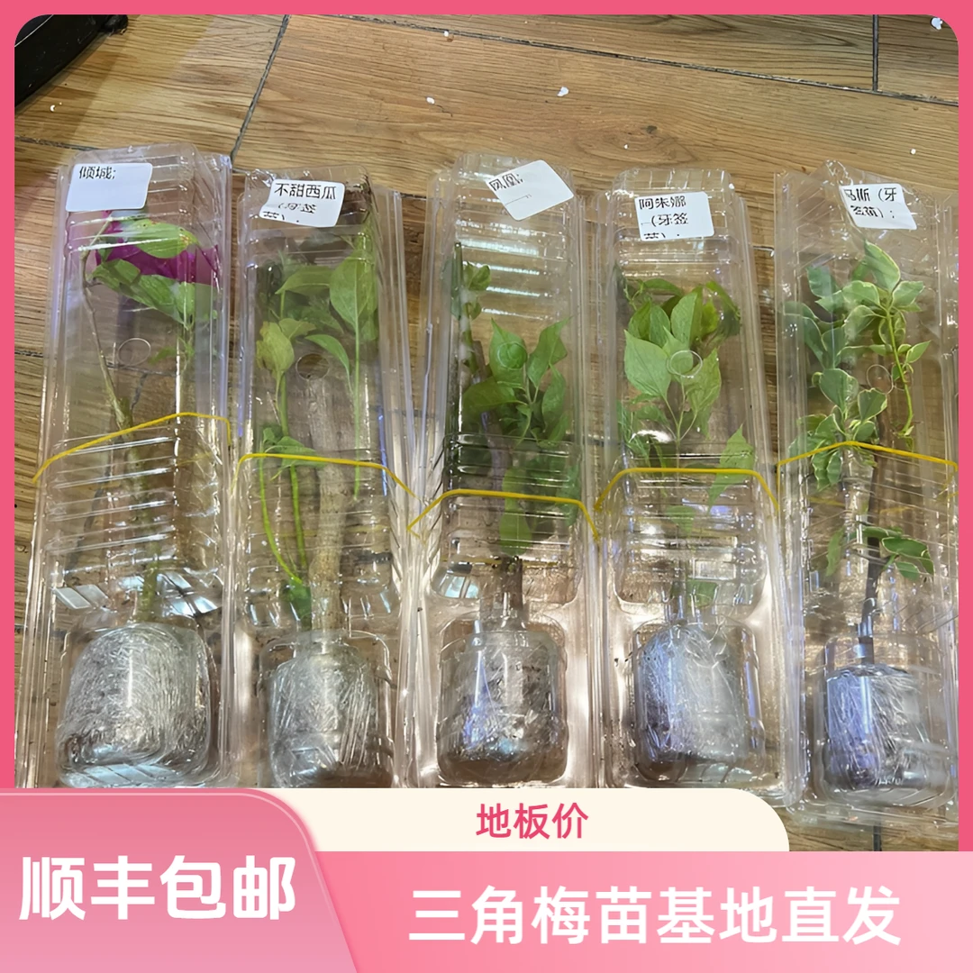 三角梅小苗带花发货勤花品种可四季开花