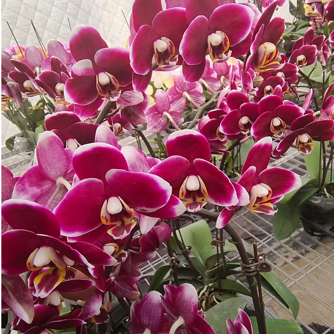 九添精品蝴蝶兰【巧克力】（福利价不售后）