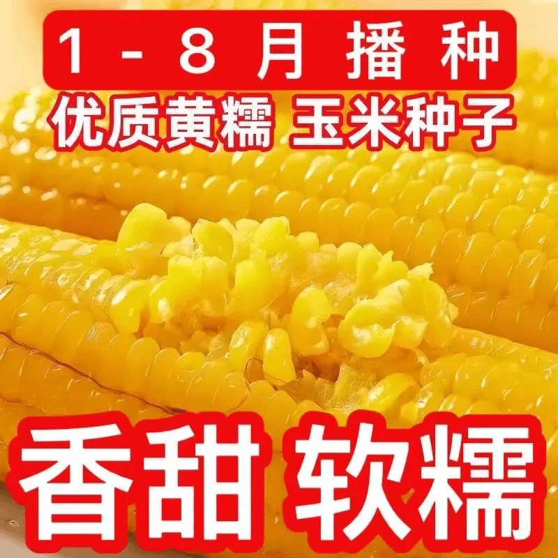 粘掉牙黄玉米种子香甜粘糯春夏季播种软糯黄玉米种籽高产大田种子