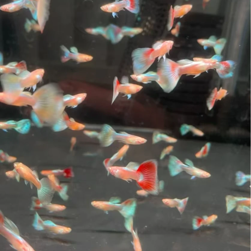 精品火烧云热带观赏鱼小鱼新手白云孔雀鱼白云新手群游淡水溪流