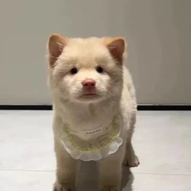 佛山 阿鑫家的土松犬