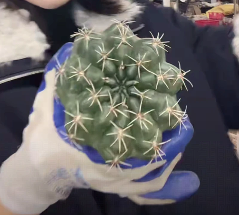 二妹园艺【 1颗  绯花玉   实生根 】【冠幅8公分起】带盆土随机发货