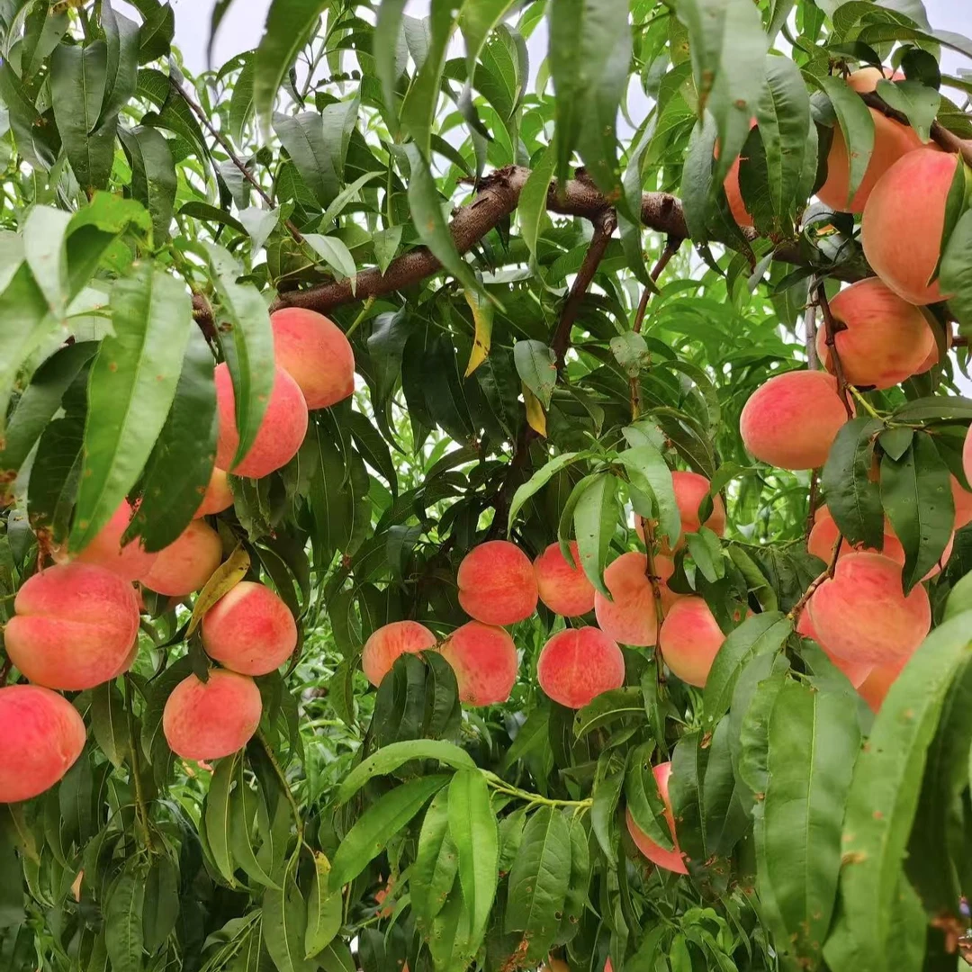 【京14离核精品大桃】平谷本地离核大桃当天采摘脆甜多汁京东包邮北京市