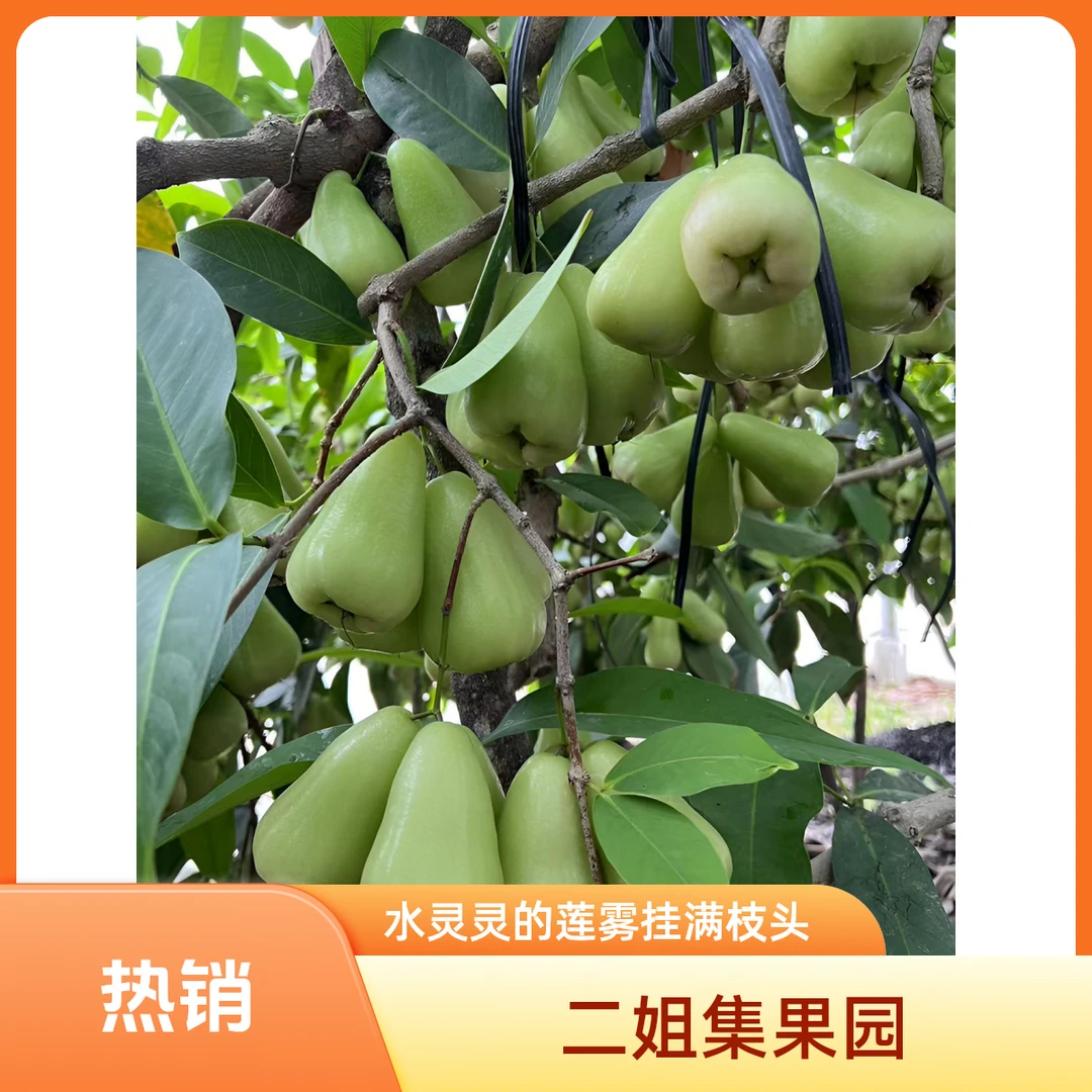 泰国翠玉青莲雾青竹甘蔗香清甜当季水果翡翠莲雾华侨翡翠莲雾直播