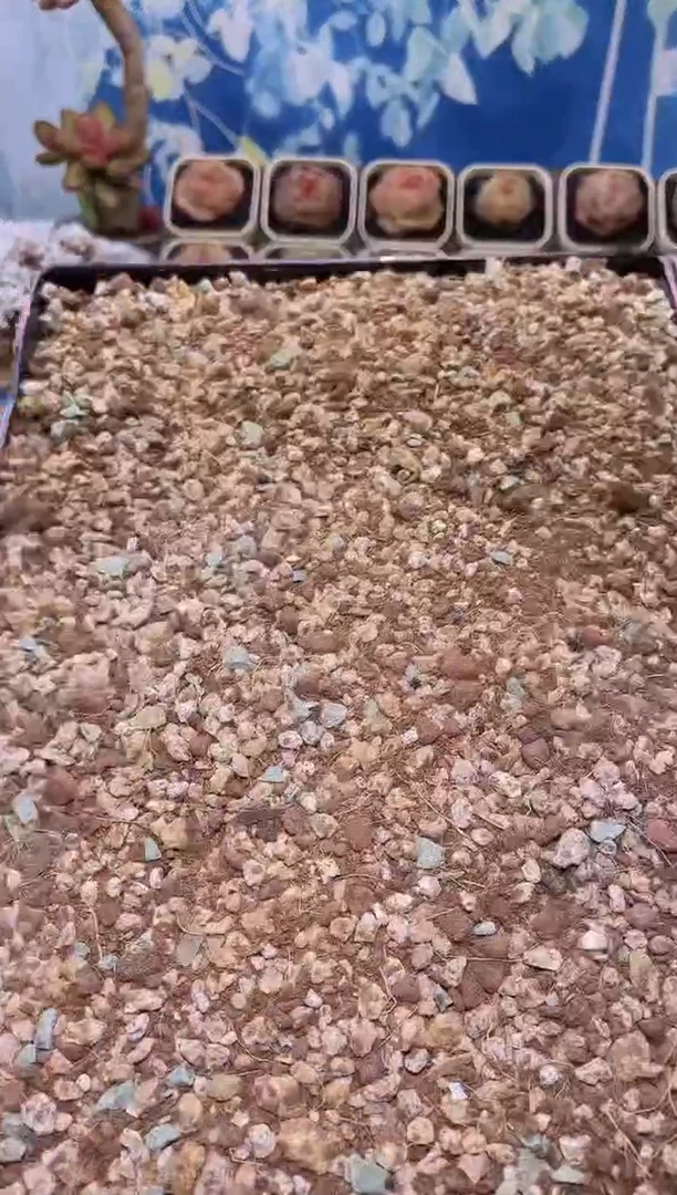 【闪购商品】多肉专用颗粒土一单单独包邮