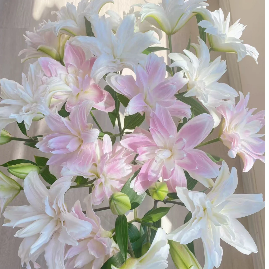 【HH】莲花皇后 重瓣香水百合 任意两单顺丰冷链包邮