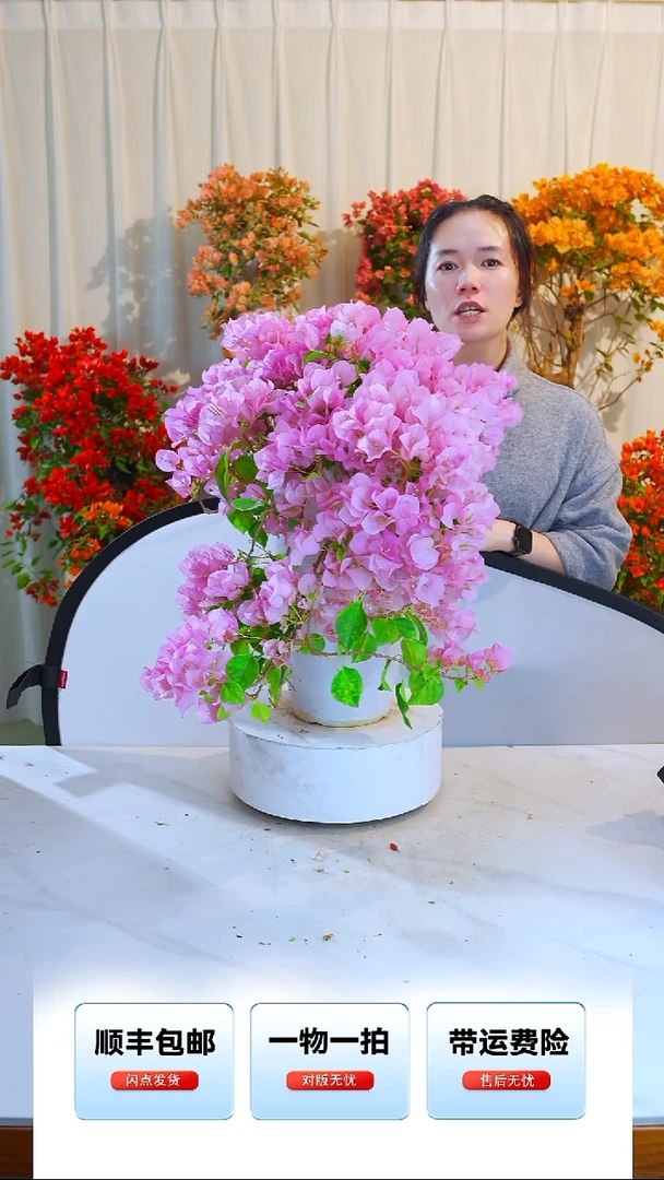 大部分开放少量花苞小斑叶丽人