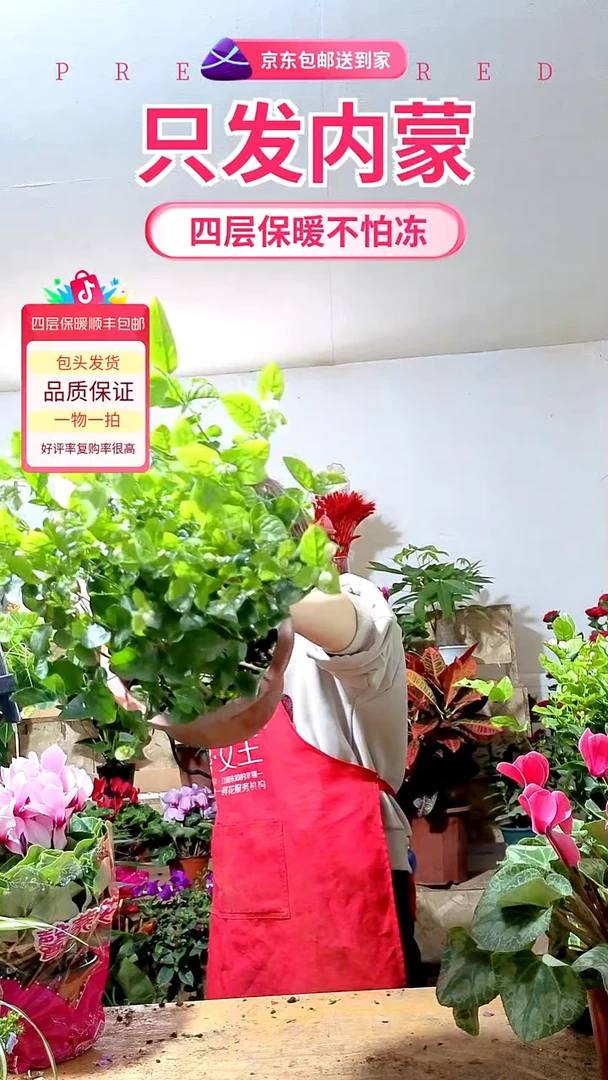 完全开放茉莉花特别香可食用