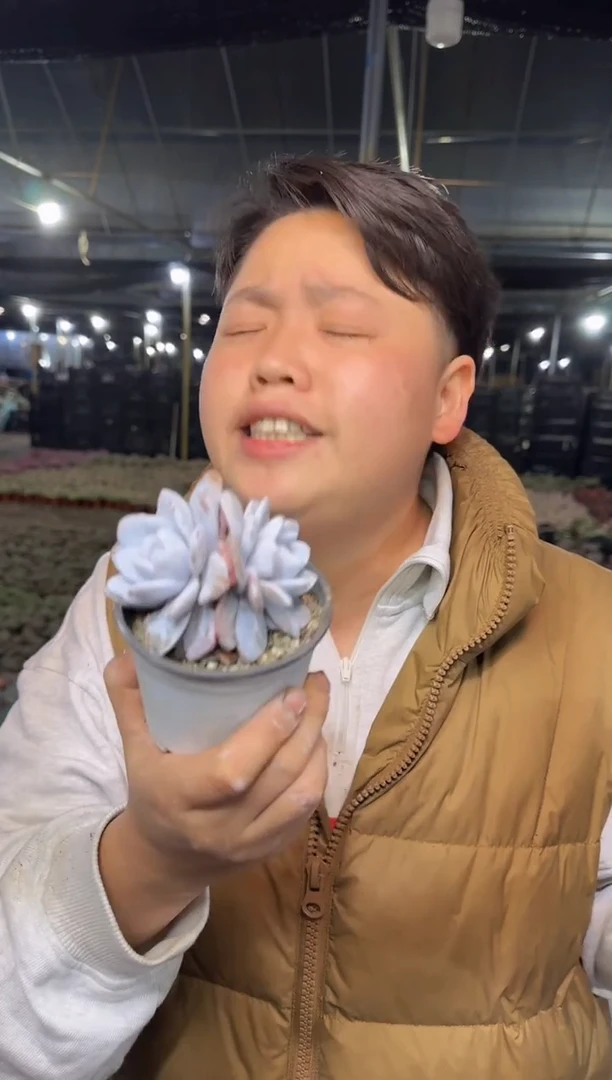 双头起雪莲带盆土3.99
