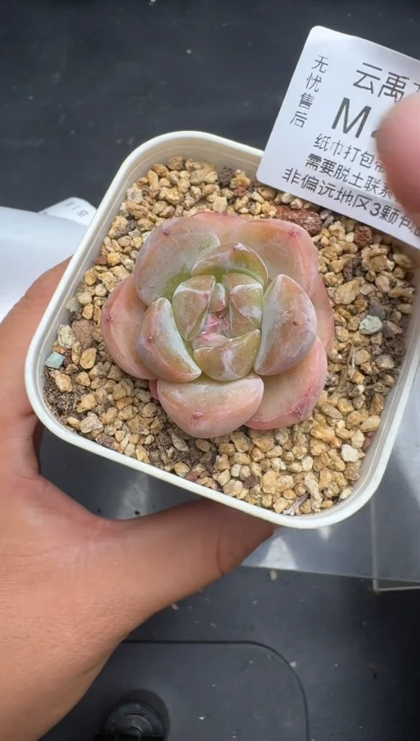 413M当天拍3颗包柚 带盆土纸巾打包 云禹花卉 珍妮多肉植物