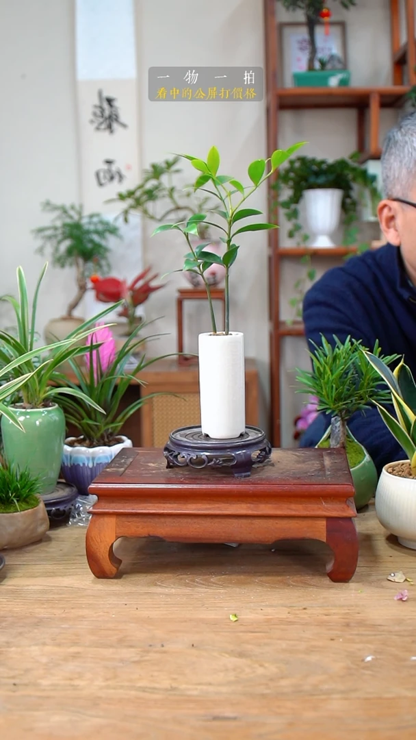 完全开放不*归竹柏452