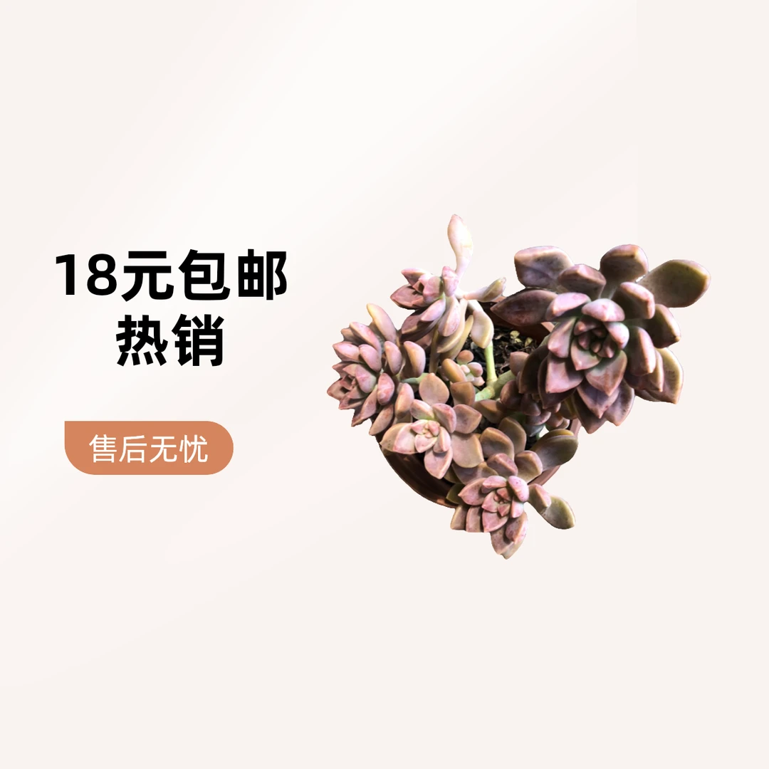 阿伦培脱土满9.9元包邮 多肉植物 直播间展示为准