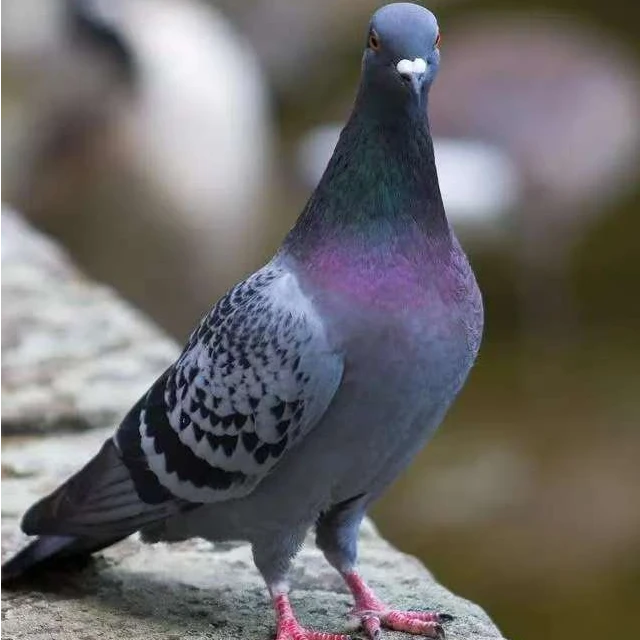 成绩鸽，信鸽，赛鸽， 鸽子 肉