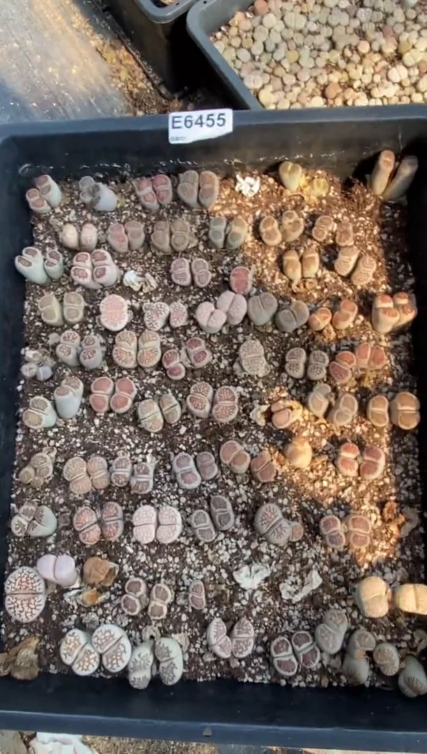 6455直播间一物一拍脱土发货