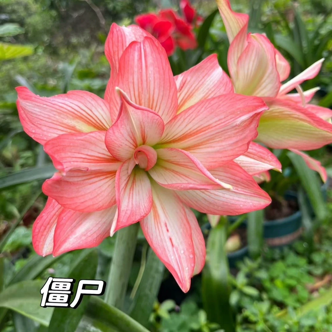 花匠绿植-僵尸5+绿植盆栽