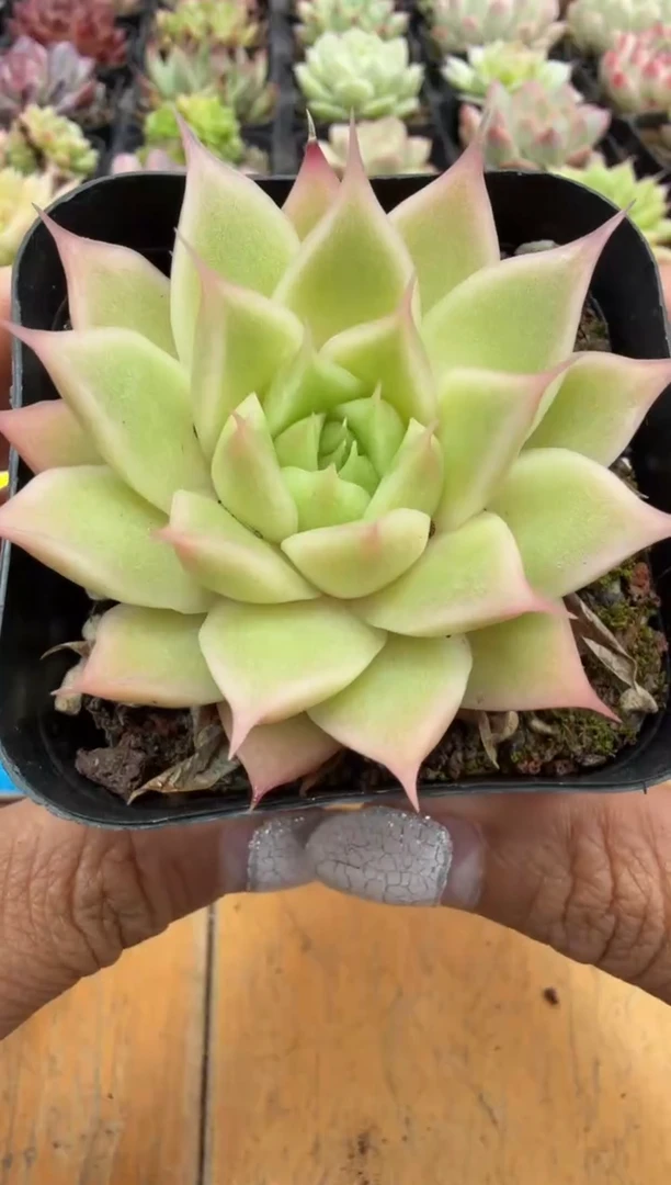 东云多肉园二店-368