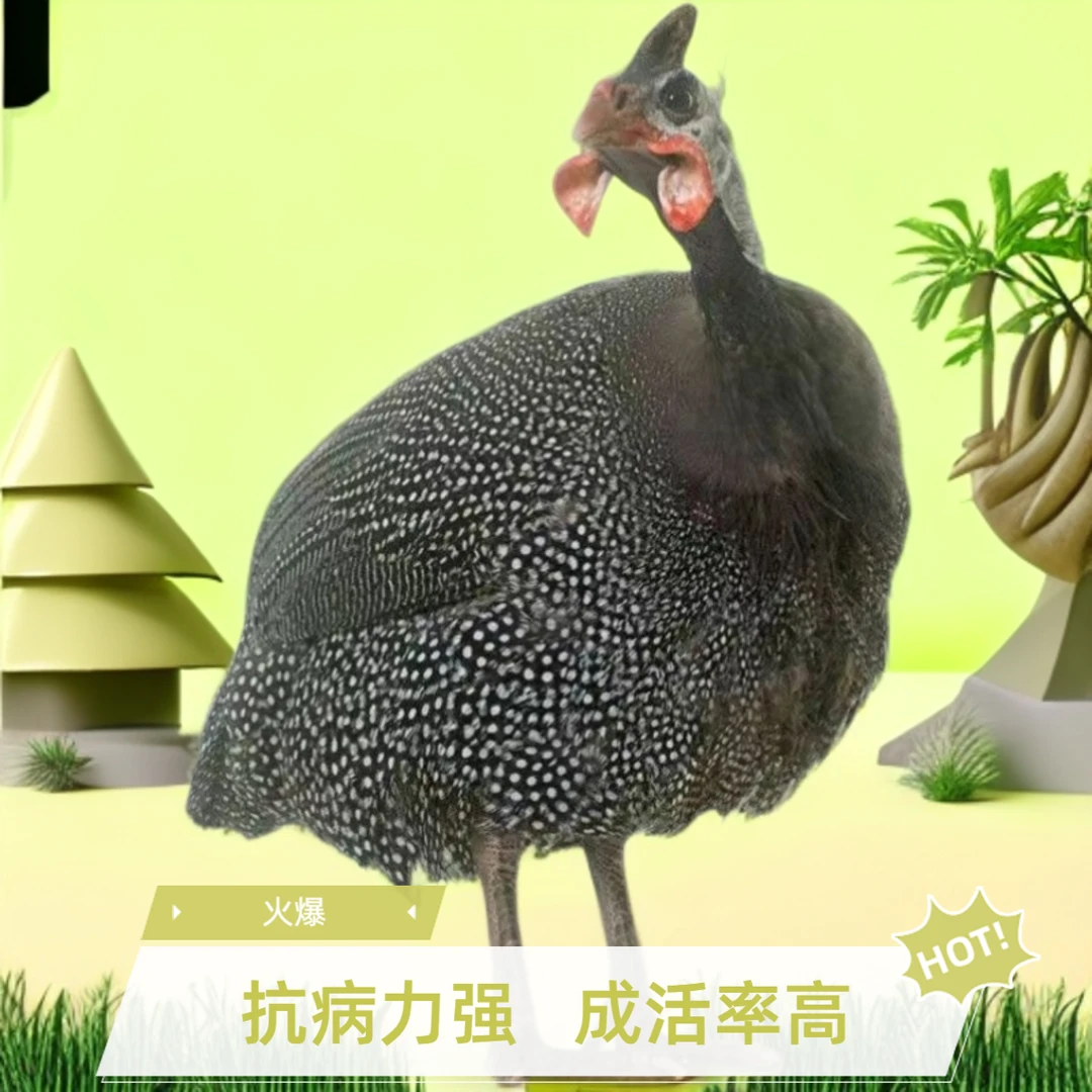 纯种珍珠鸡珍珠鸟活体脱温观赏鸡适合当宠物鸡