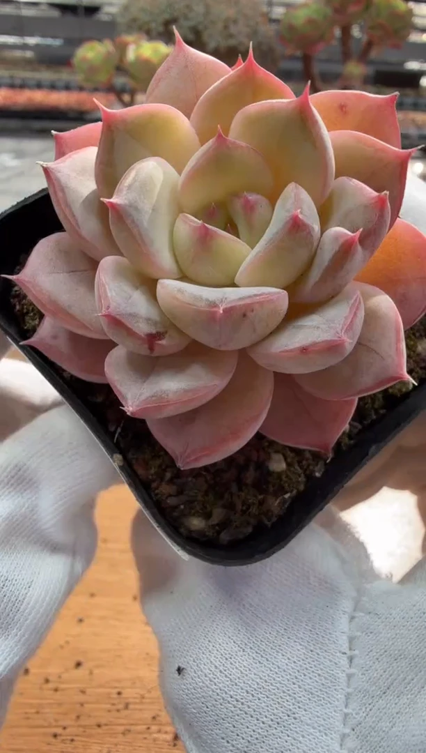 东云多肉园二店-127