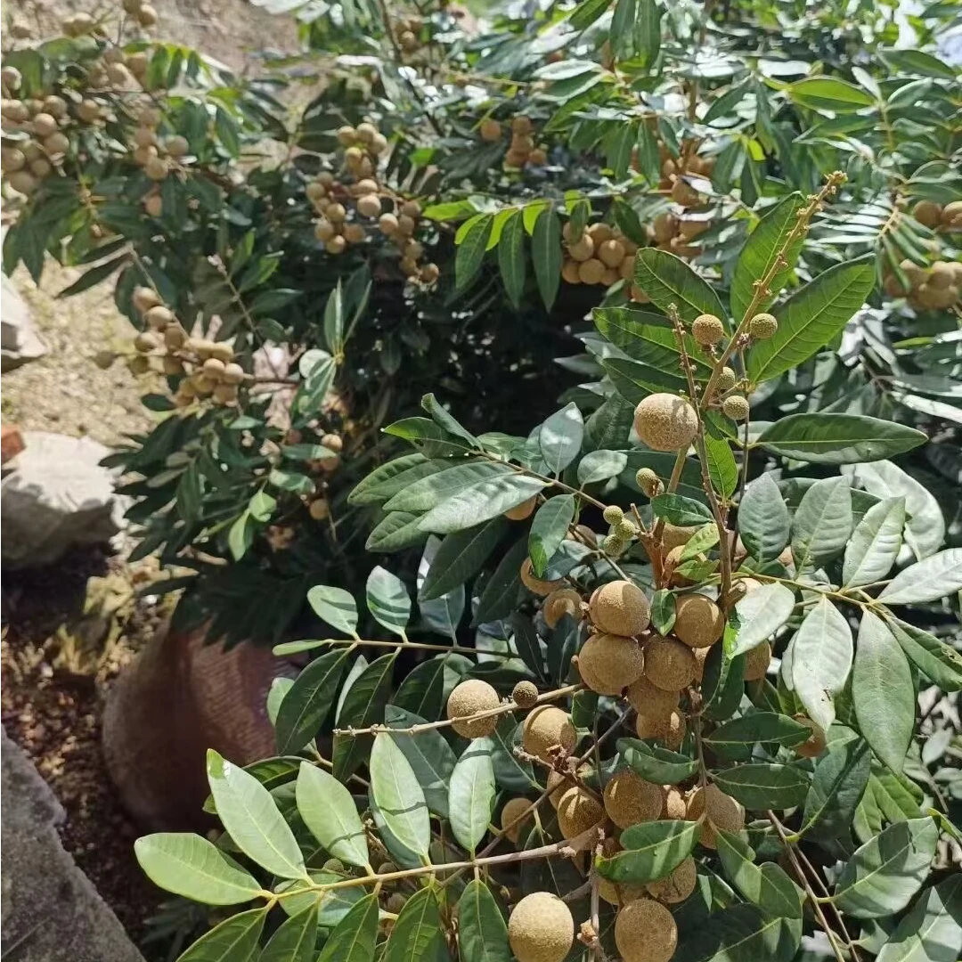 直播间（果树苗一物一拍）专用