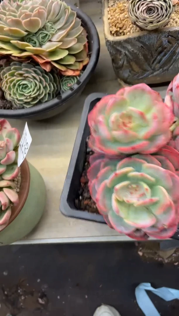 【闪购商品】166白月光