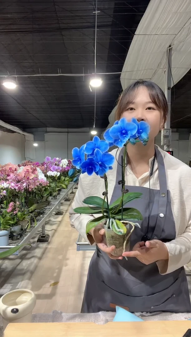 大部分开放少量花苞马卡龙蓝色小花蝴蝶兰