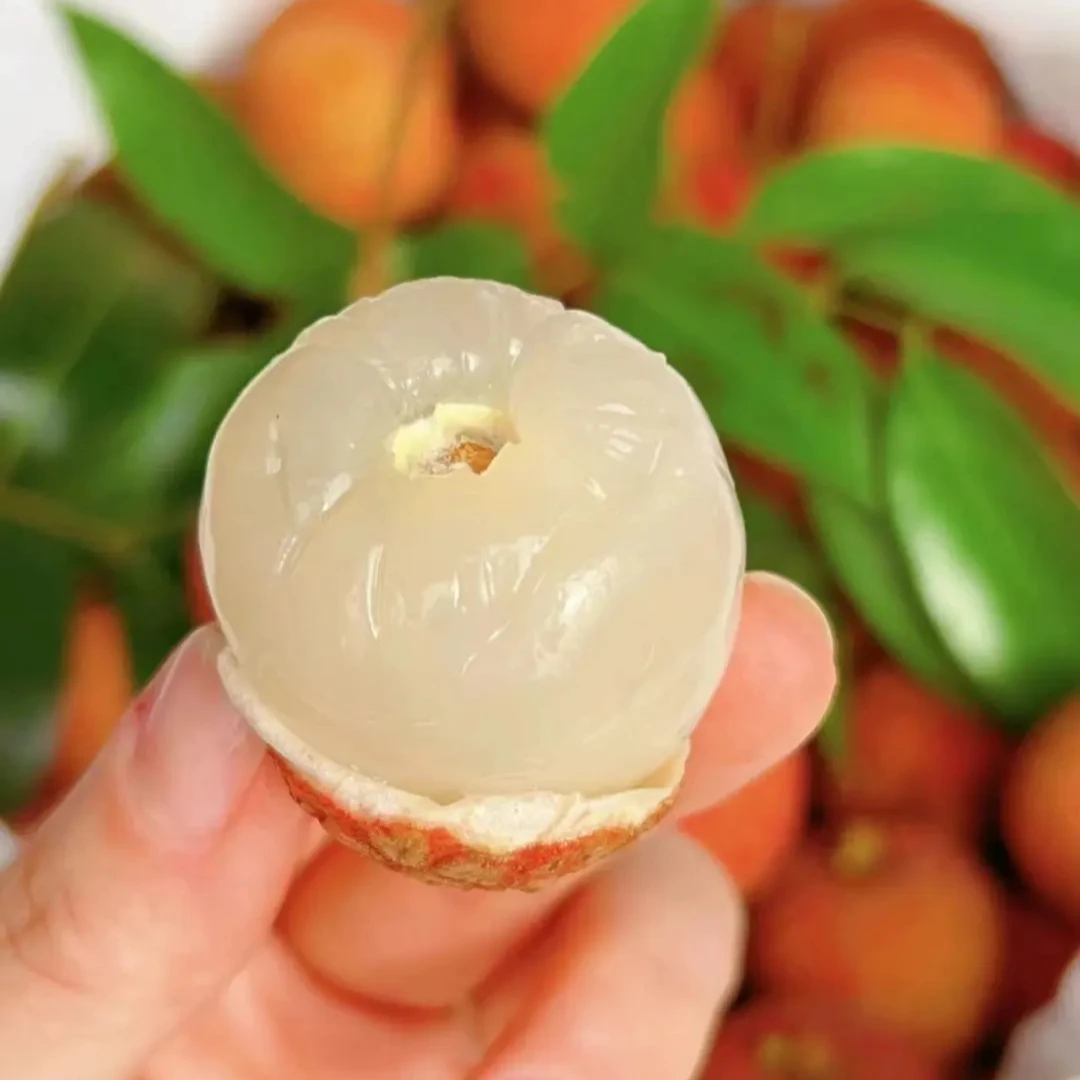 【礼盒】白糖罂荔枝海南老树新鲜应季过节送人【顺丰包邮】