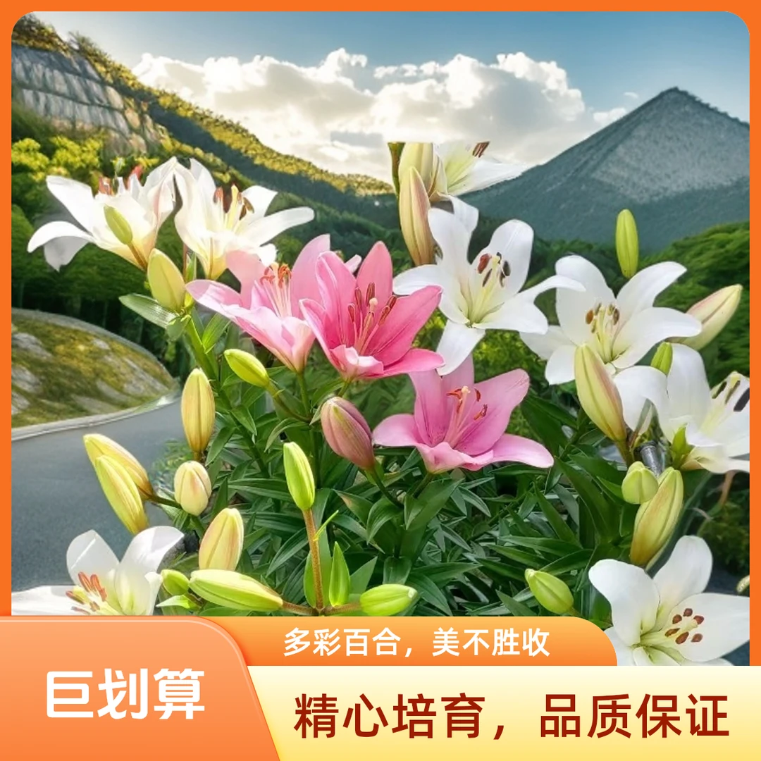 进口香水百合花种球四季开花浓香庭院阳台绿植盆景净化空气绿植