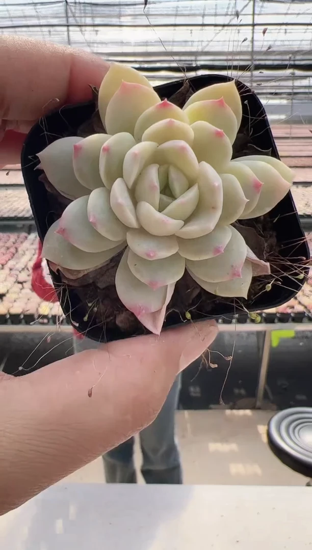 【闪购商品】新款多肉-28