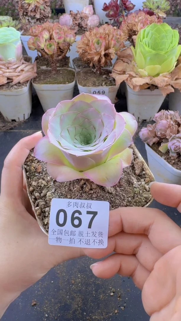 多肉叔叔山地玫瑰-067