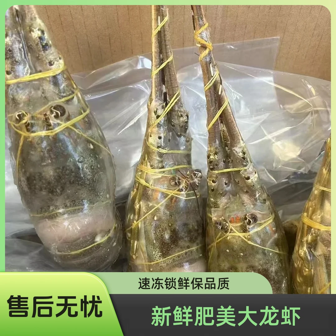 海捕小青龙鲜活速冻500g同城配送