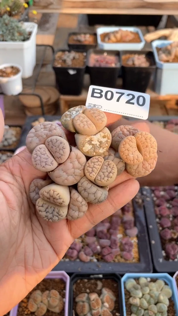 【闪购商品】0720直播一物一拍