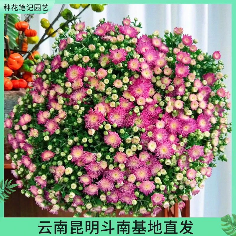 【新品花彩】球菊盆栽绿植北欧植株四季生长好养带花带花苞开花