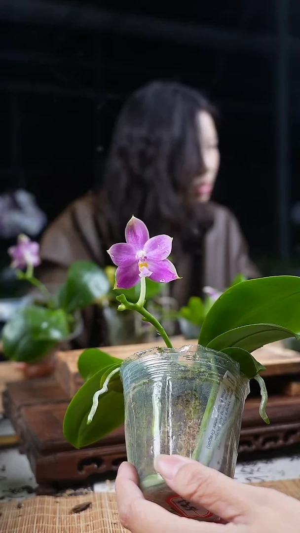 完全开放yc208 双花箭 带花香