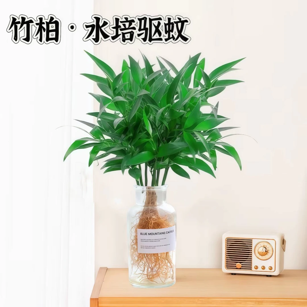 竹柏盆栽水培新宠驱蚊植物室内客厅卧室桌面绿植盆栽花卉四季常青