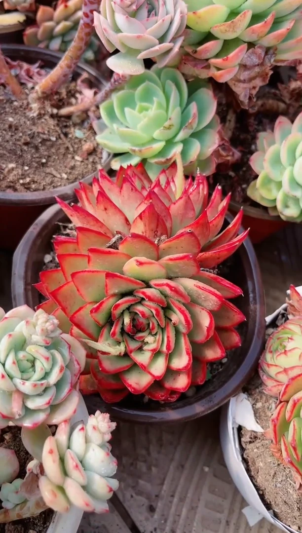 【闪购商品】19359多肉