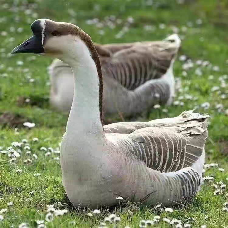 宠物灰健康好养顺丰包邮