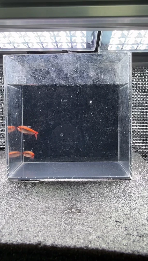 灯科鱼二****裤小精灵*4只（特价）