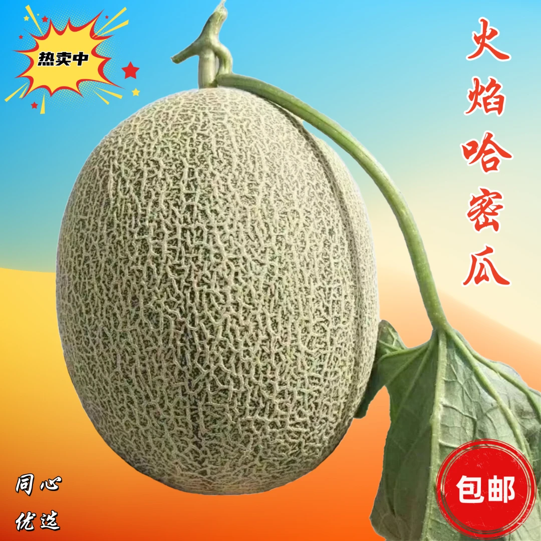 新疆吐鲁番哈密瓜西州蜜17号甜瓜网纹蜜瓜脆甜多汁新鲜现摘现发